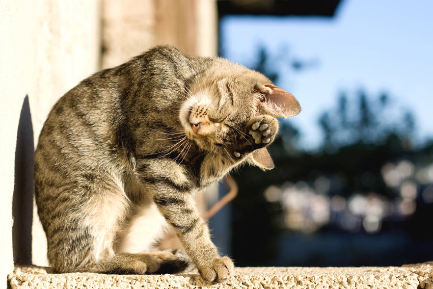 En tabby kat killing gammel nok og moden nok til at komme til et nyt hjem