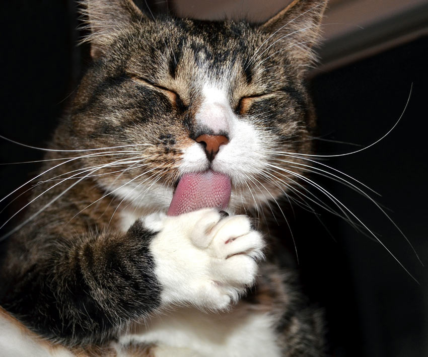 En kat slikker smør af sine poter