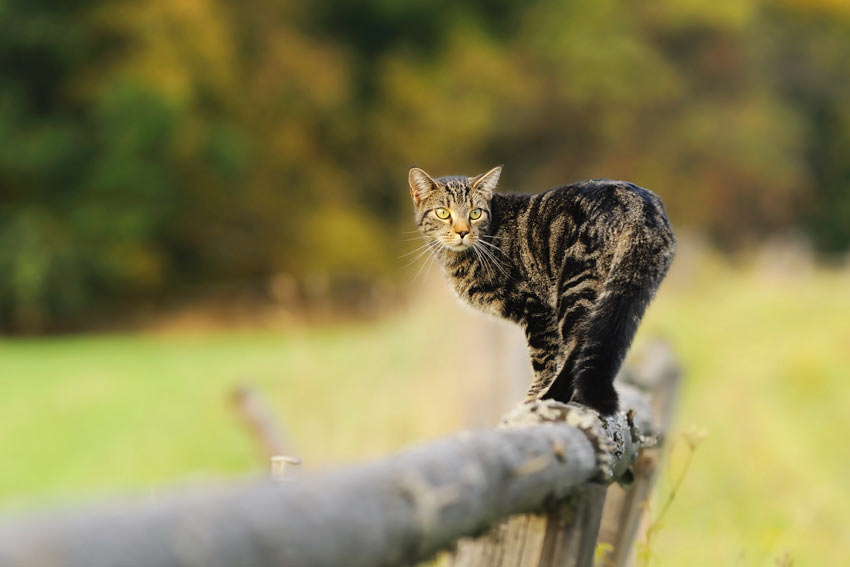 En tabby kat går tur på kanten af et hegn