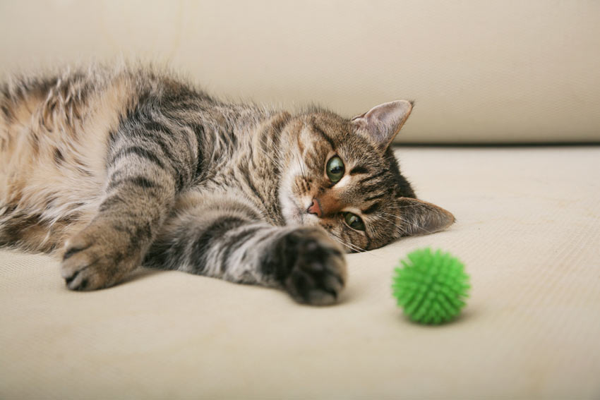 En tabby kat leger med en grøn legetøjsbold