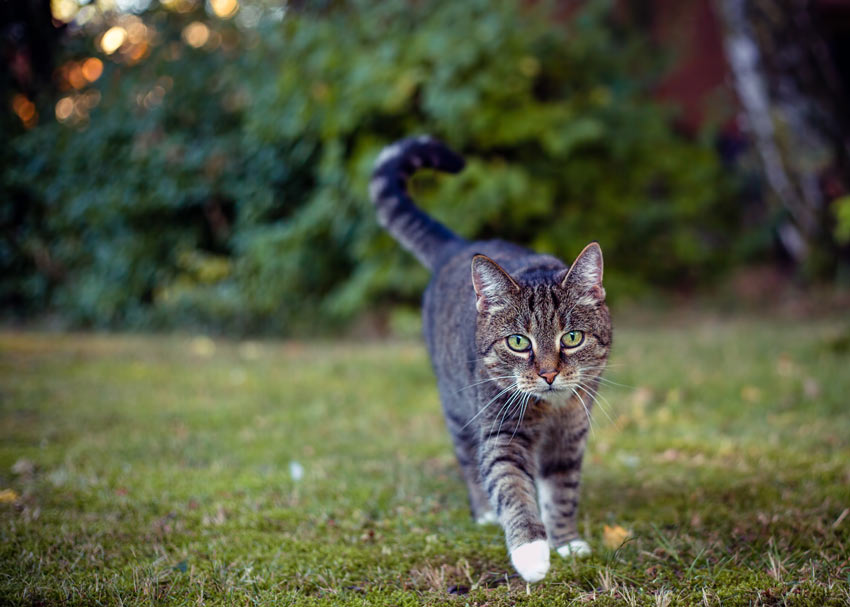 En tabby kat går tur i haven