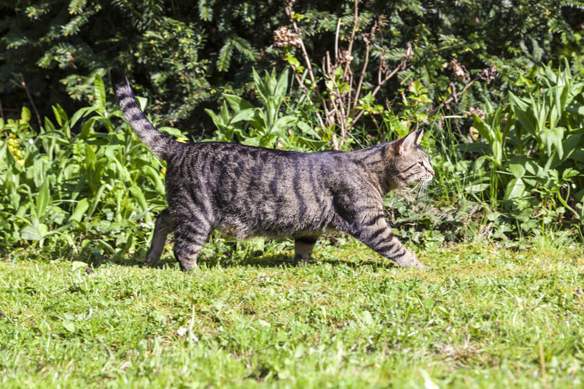 En kat slentrer henover græsplænen