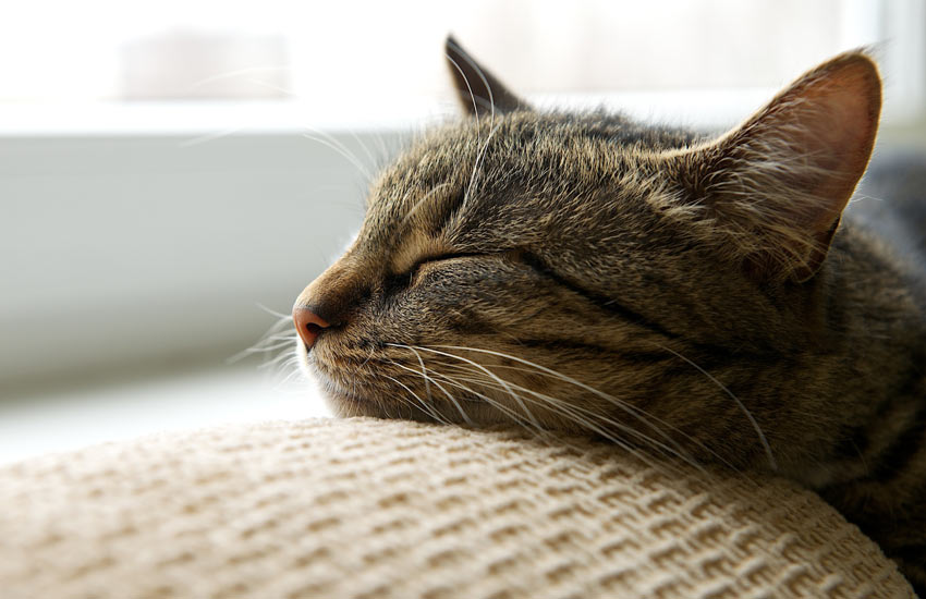 En træt tabby kat hviler sit hoved på sofaen