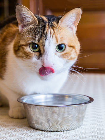 En kat slikker sig om munden efter en forfriskende tår vand