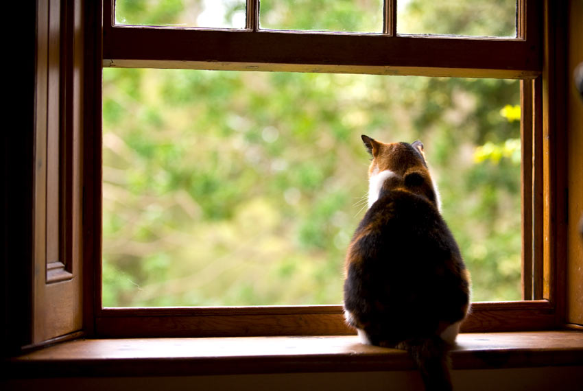 En trefarvet kat sidder i vindueskarmen og kigger ud