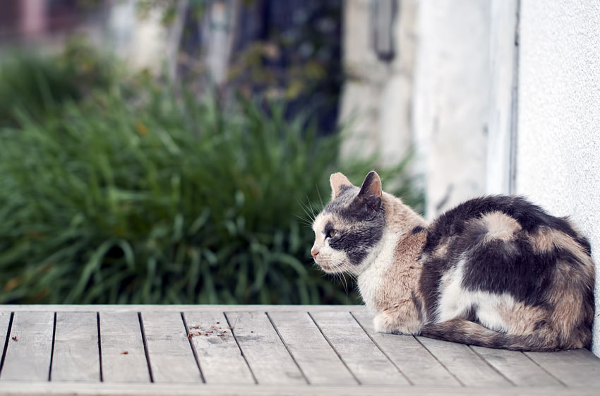 En trefarvet kat slapper af udenfor på et havebord
