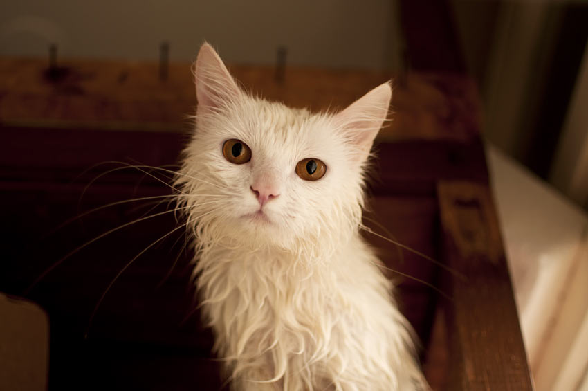 En våd kat, der trænger til at blive tørret efter at have været i bad
