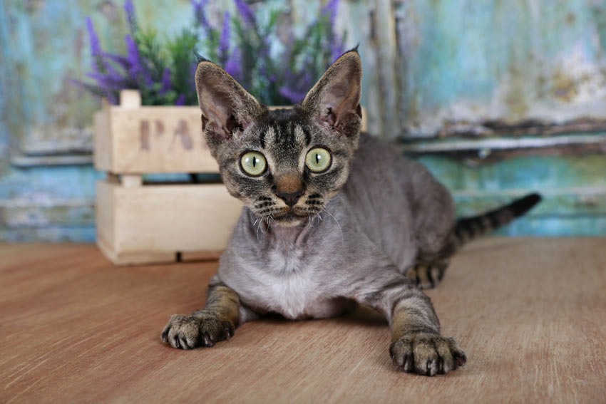 En ung devon rex kat med en allergivenlig pels