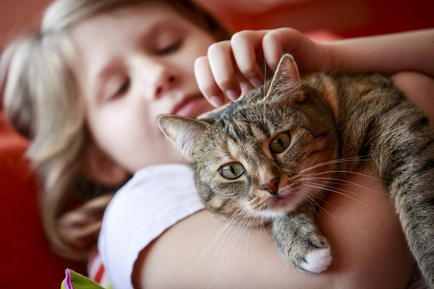 Et lille barn holder sin smukke nye kat