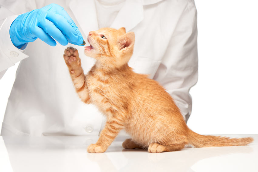 En ung rød kat får en pille hos dyrlægen