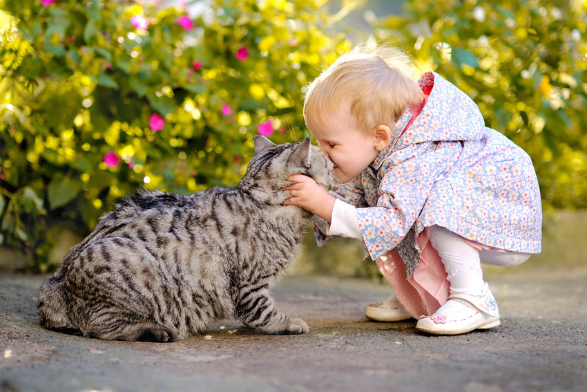 En lille pige kæler med sin smukke tabby kat