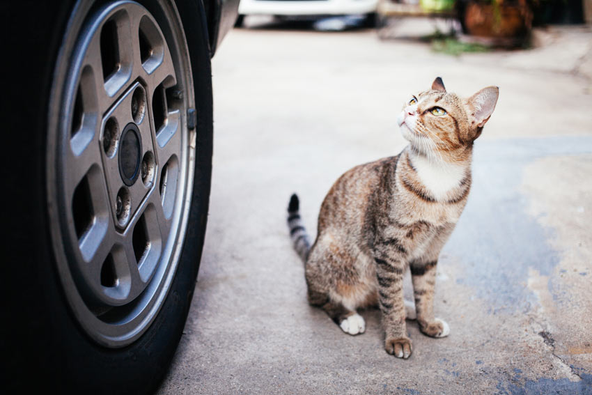søm I navnet Margaret Mitchell Køreturen hjem med din nye kat | Bring en ny kat med hjem | Katte | Guides