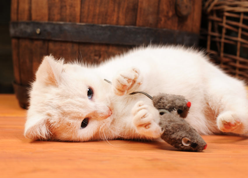 En lille hvid killing leger med en legetøjsmus