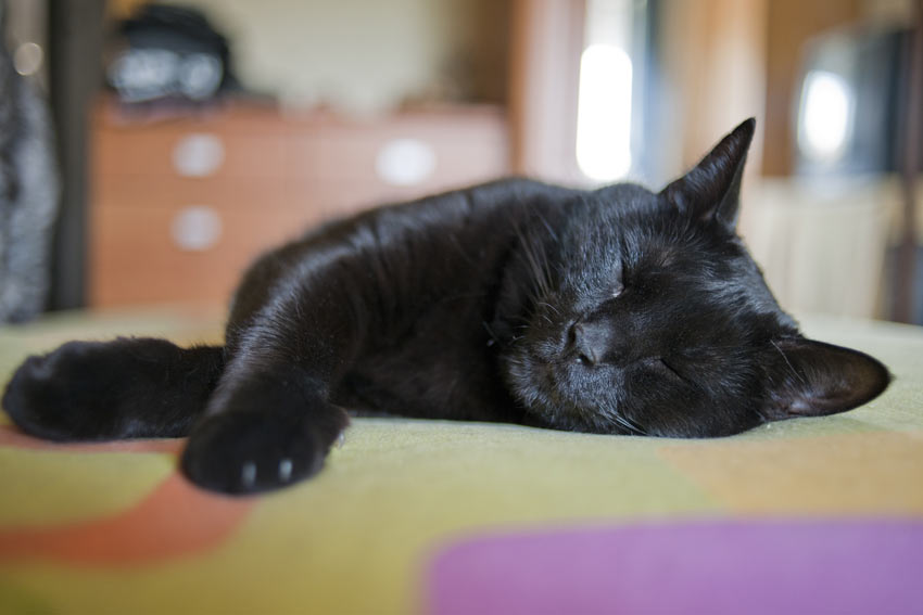 En nuttet men doven sort kat sover indenfor