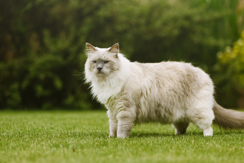 En voksen ragdoll kat med en utroligt tyk, lang pels