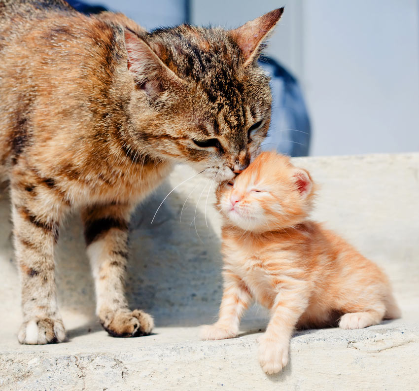 En voksen kat vasker sin killings pels