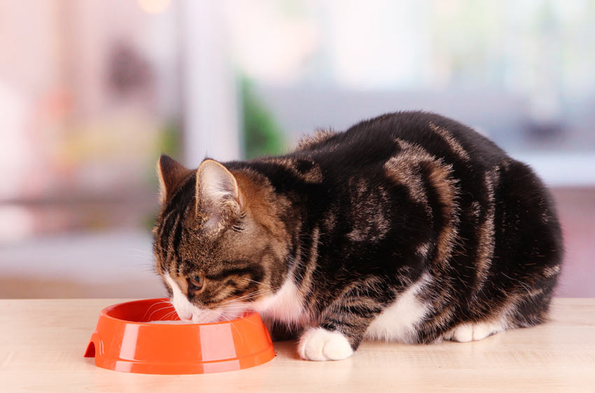 En voksen kat spiser en skålfuld mad