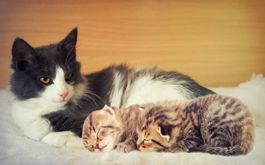En voksen kat ligger ned med to søde små killinger