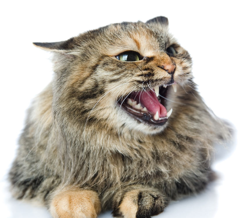 Kattelyde | Pasning pleje af katte | Katte | Guides | Omlet