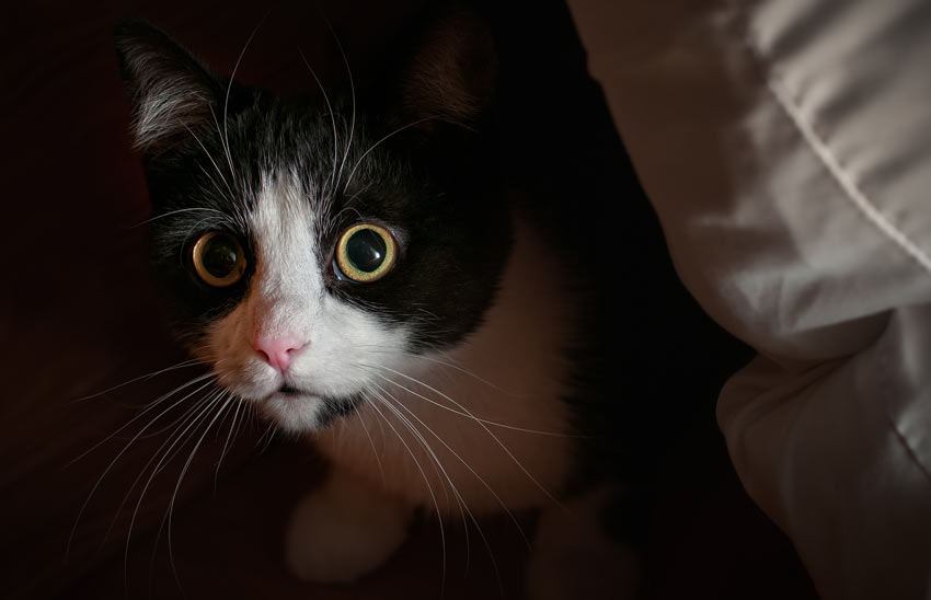 En ængstelig kat med udvidede pupiller og knurhårene pegende nedad