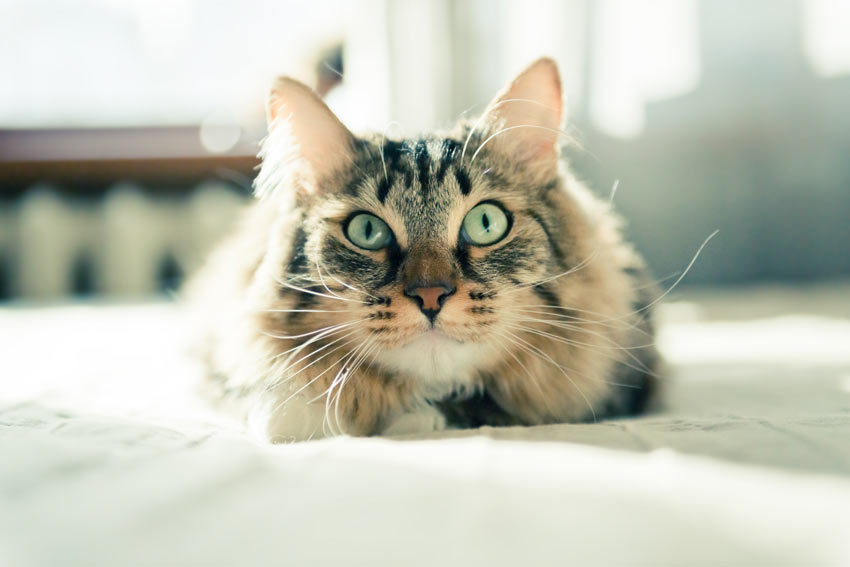 En utrolig smuk tabby kat med store flotte øjne og spidse ører