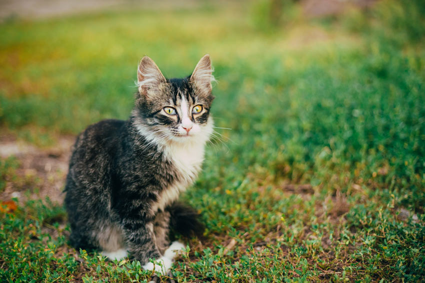 Bør jeg neutralisere kat? | Sundhed og helbred | Guides