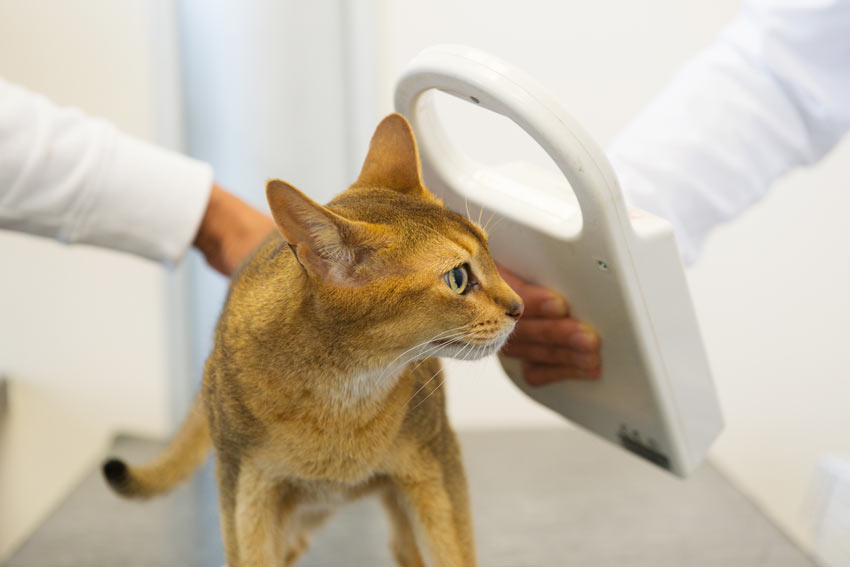 En kat bliver scannet for chipmærkning