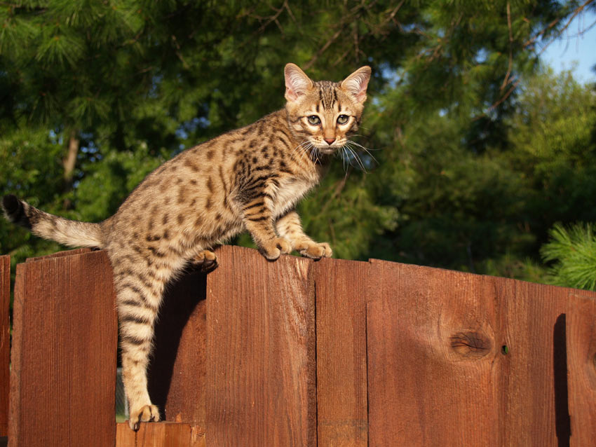 Savannah kat med smukke markeringer