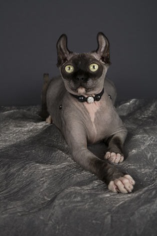 Den usædvanligt udseende dwelf kat