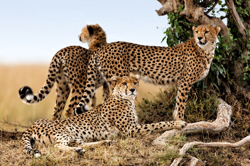 Tre vilde afrikanske katte. En gepardfamilie i Masai Mara, Kenya