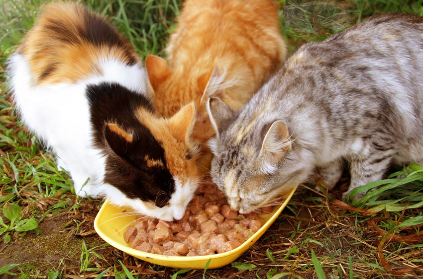 Tre katte der fodres udenfor