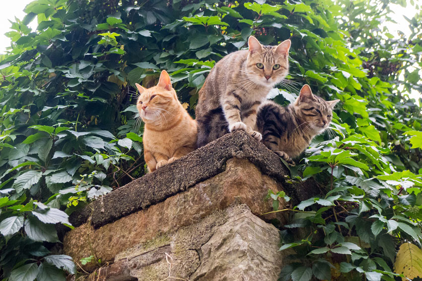 Tre katte sidder på en mur