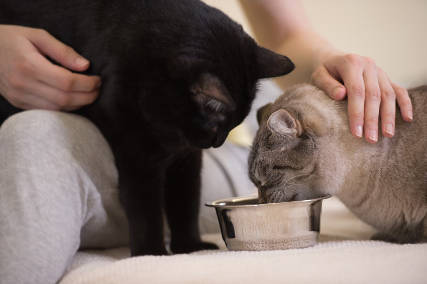 To katte bliver fodret på samme tid