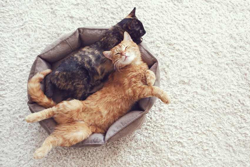 To kattekammerater slumrer i deres seng