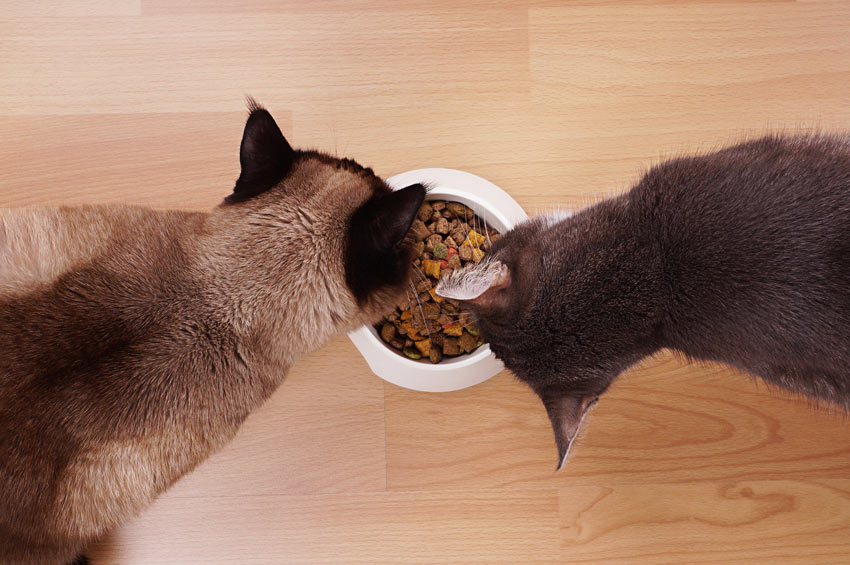 To katte spiser af samme skål