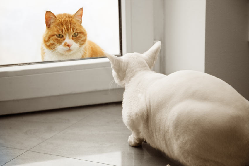 To katte møder hinanden for første gang igennem en glasdør