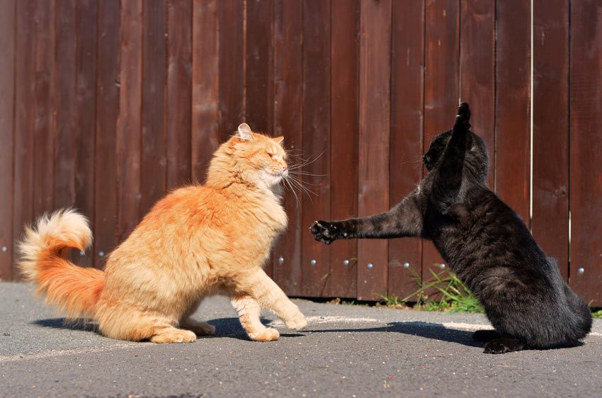 To katte mødes for første gang