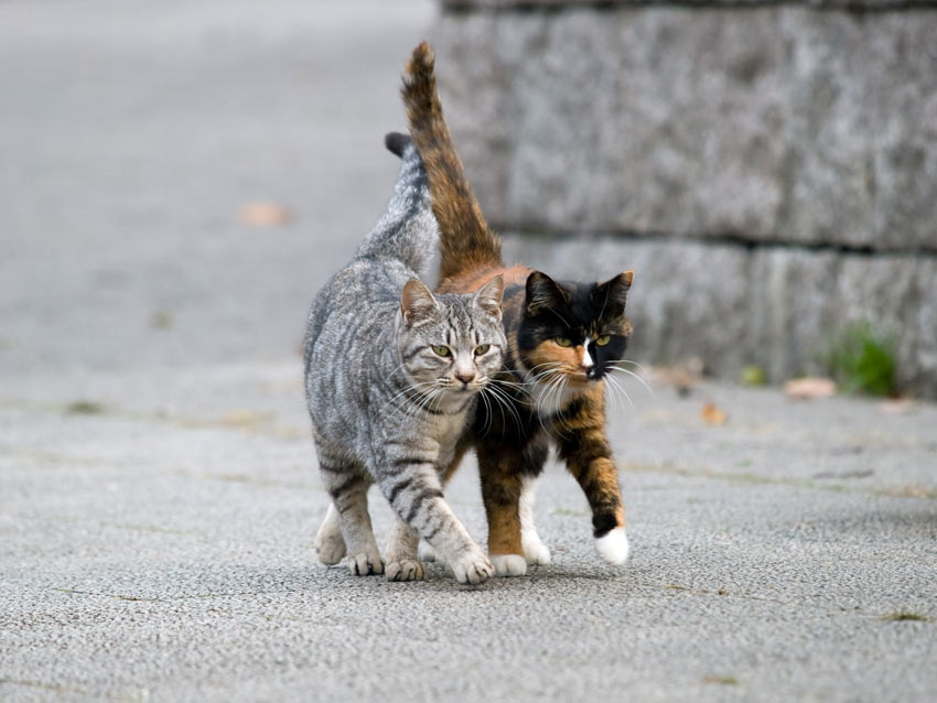 To katte i samme alder og med lignende temperament kommer godt ud af det med hinanden