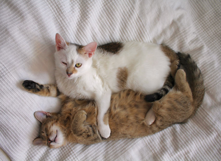 To katte leger på en seng