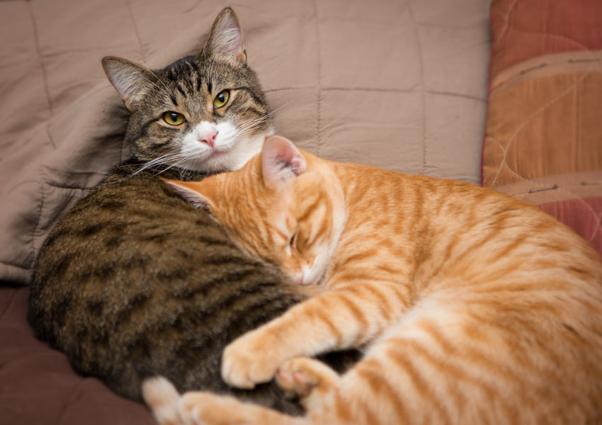 To katte sover sammen og bruger hinanden som pude