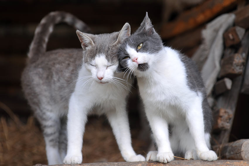 To nuttede katte nyder hinandens selskab