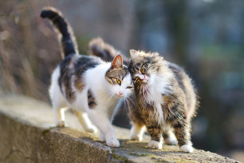 To huskatte nyder hinandens selskab udenfor