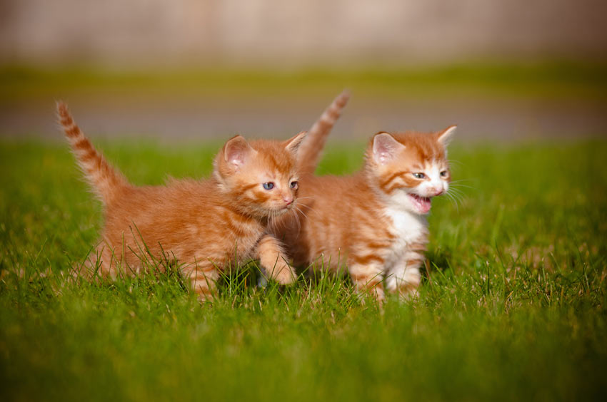 To unge killinger leger sammen ude på græsset
