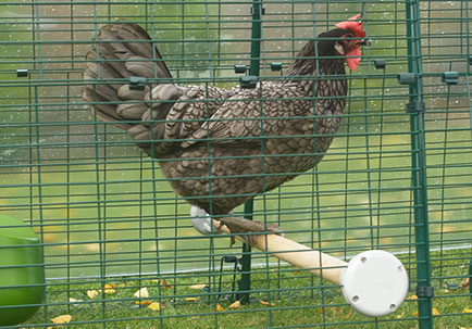 En høne på siddepinden i en Eglu Cube gård