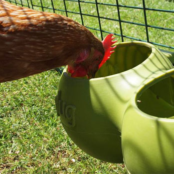 Denne Gingernut Ranger høne drikker vand fra en Omlet beholder monteret på Eglu Classic hønsegården