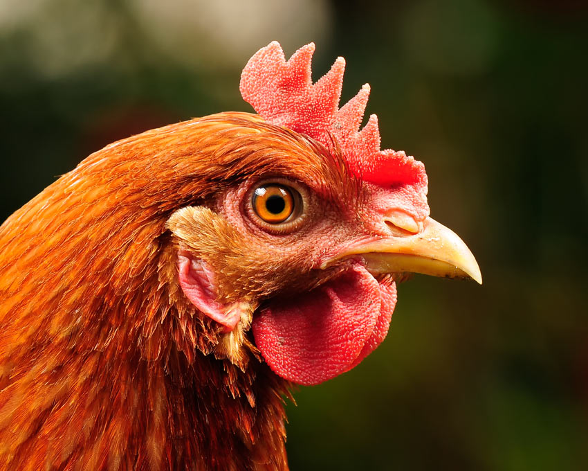 En smuk rød høne med et sundt næb og sunde øjne