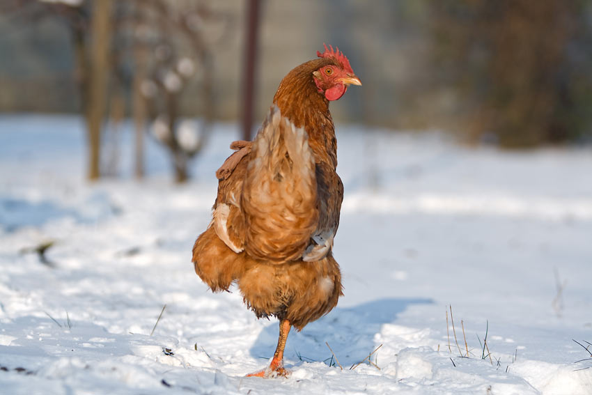 En modig høne bevæger sig igennem sneen i sin søgen efter insekter