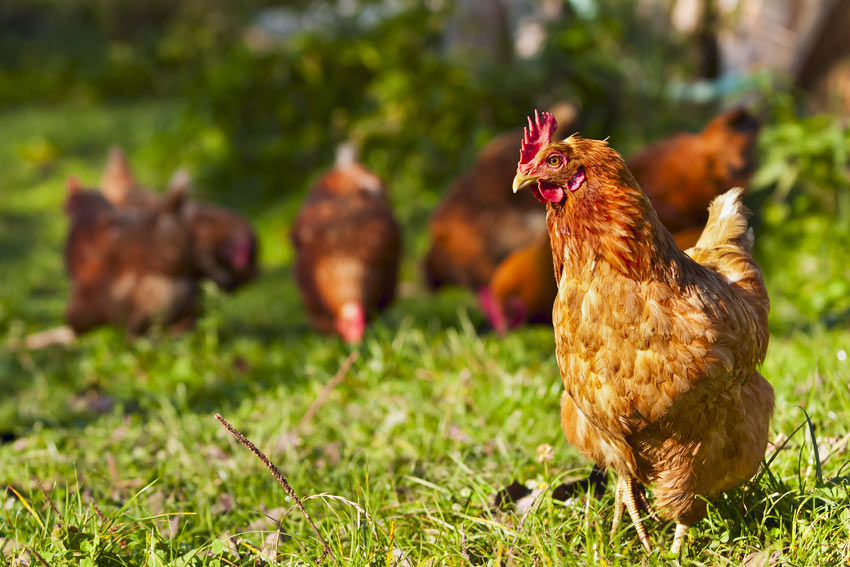 En gruppe høns går frit i haven og leder efter regnorme, de kan spise