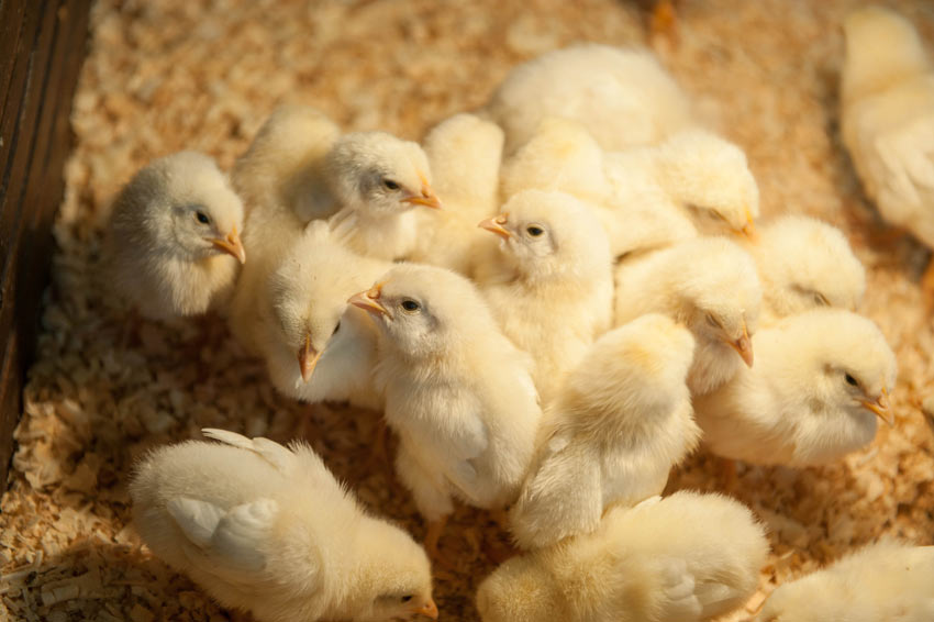 En flok små kyllinger under en varmelampe