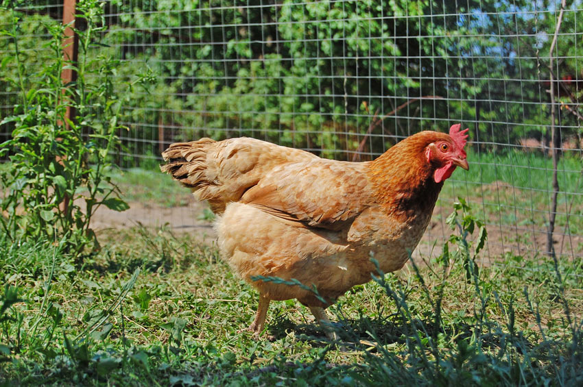 En glad fritgående høne med en sund rød fjerdragt